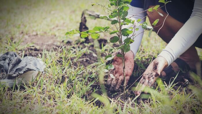 Environmental Restoration
